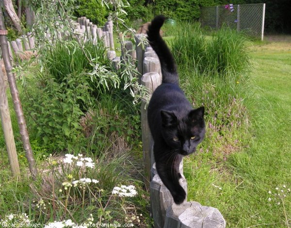 Photo de Chat domestique