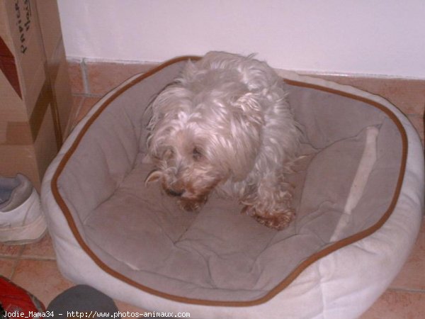 Photo de West highland white terrier