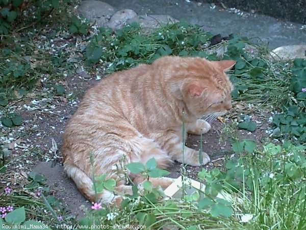 Photo de Chat domestique