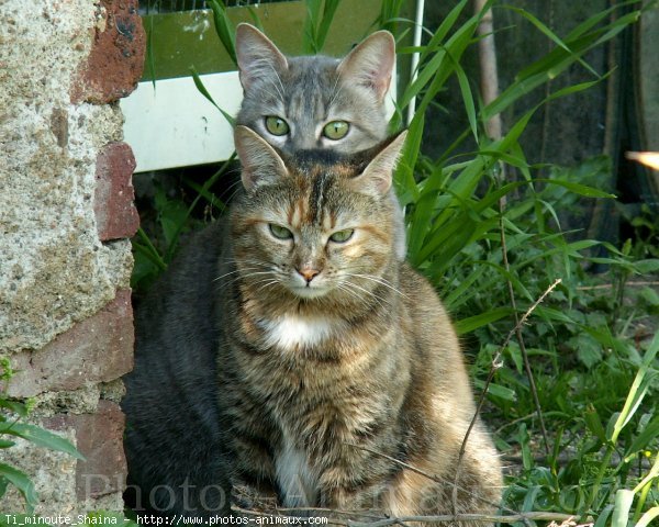 Photo de Chat domestique