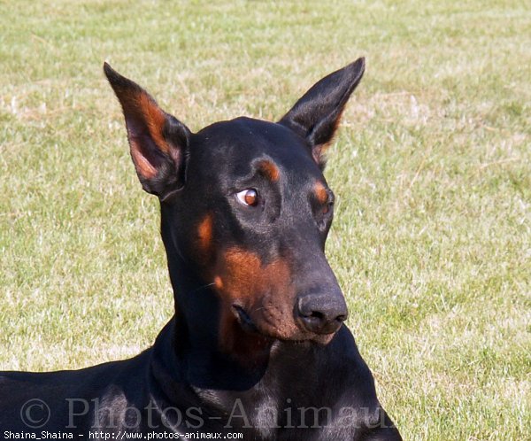 Photo de Dobermann