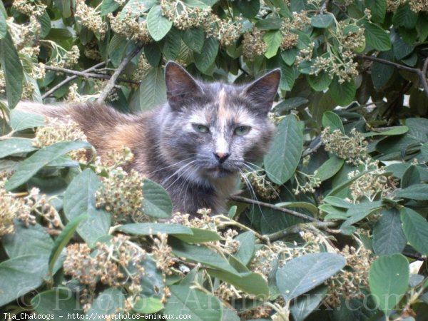 Photo de Chat domestique