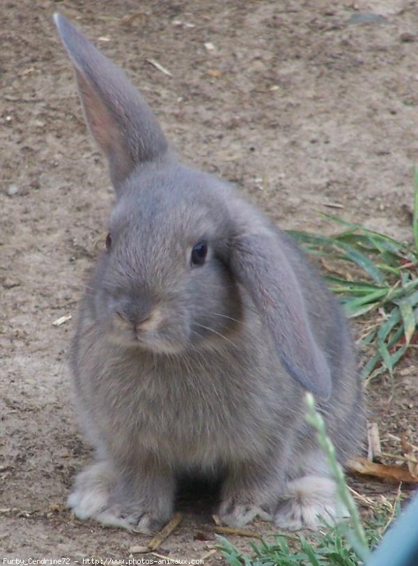 Photo de Lapin