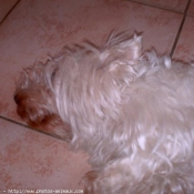 Photo de West highland white terrier