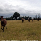 Photo de Races diffrentes