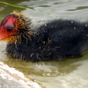 Photo de Poule