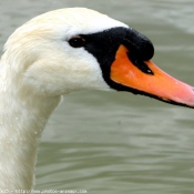 Photo de Cygne