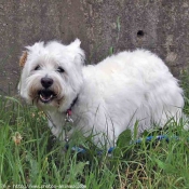 Photo de West highland white terrier