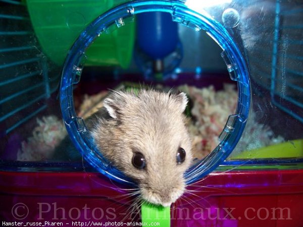 Photo de Hamster