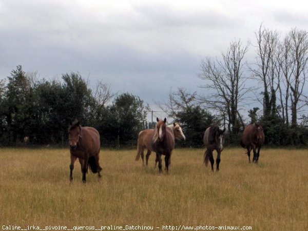 Photo de Races diffrentes