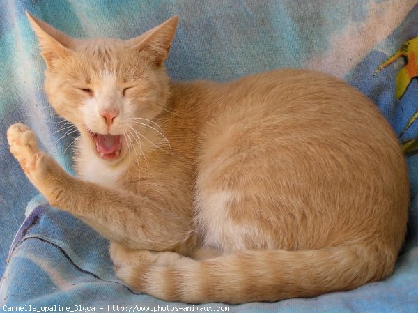 Photo de Chat domestique