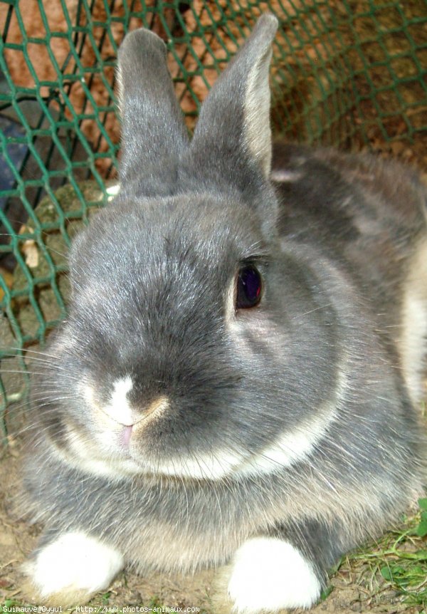 Photo de Lapin