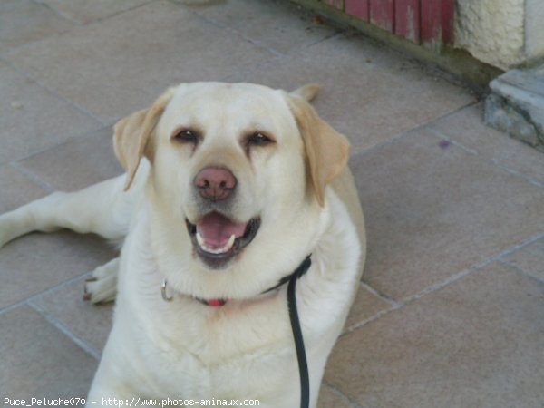 Photo de Labrador retriever