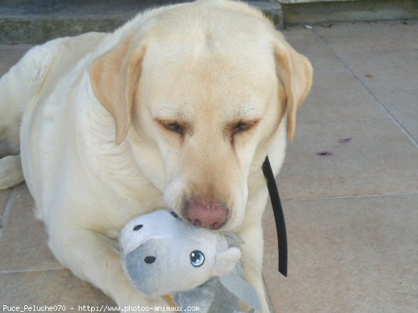 Photo de Labrador retriever