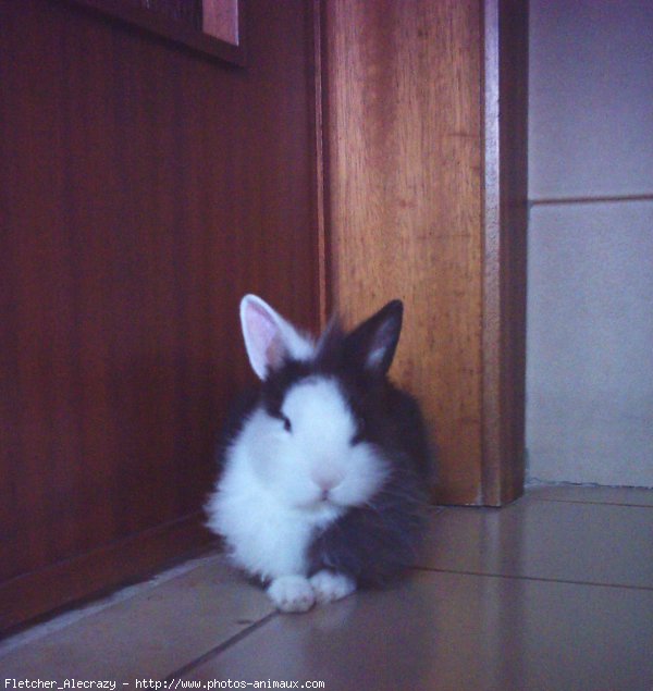 Photo de Lapin