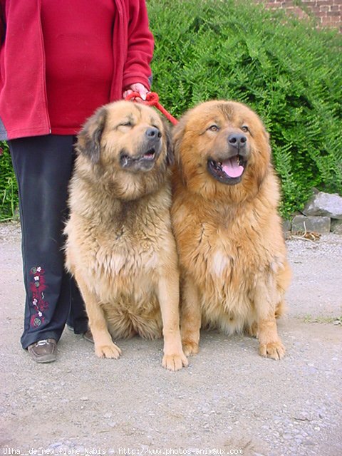 Photo de Dogue du tibet