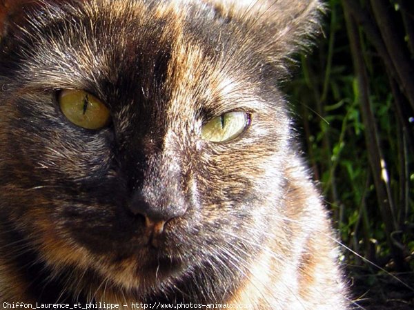 Photo de Chat domestique