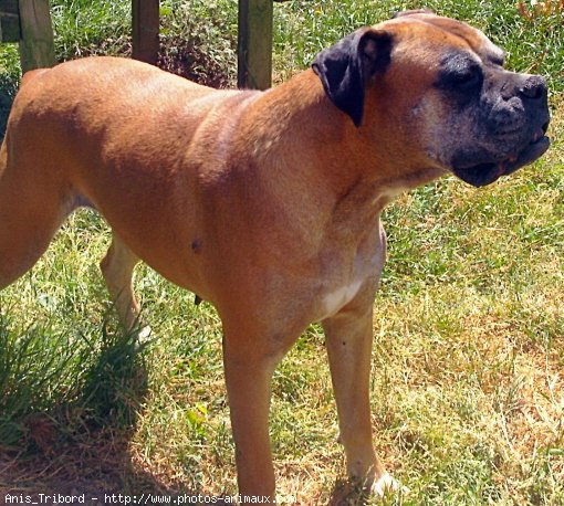 Photo de Boxer