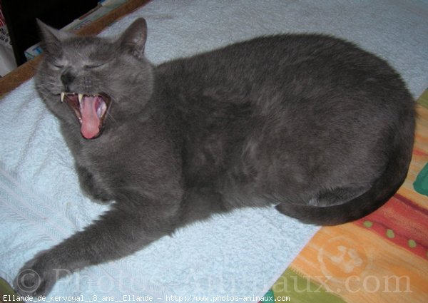 Photo de Chartreux