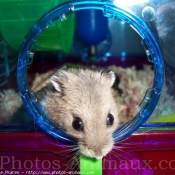 Photo de Hamster