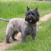 Photo de Cairn terrier