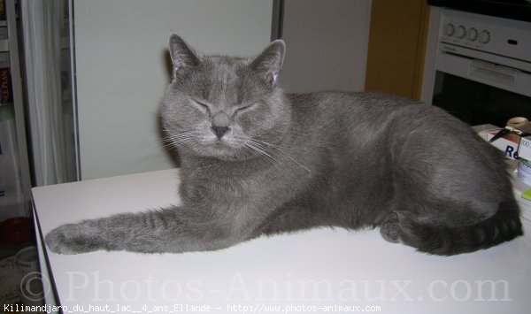 Photo de Chartreux