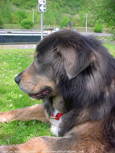 Photo de Dogue du tibet