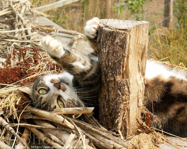 Photo de Chat domestique