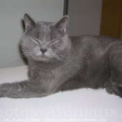 Photo de Chartreux