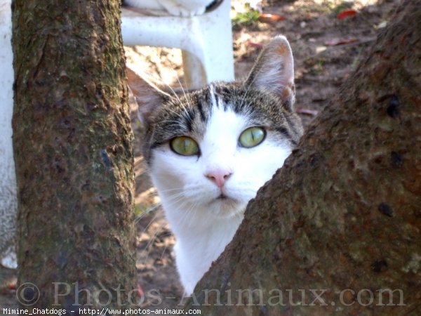 Photo de Chat domestique