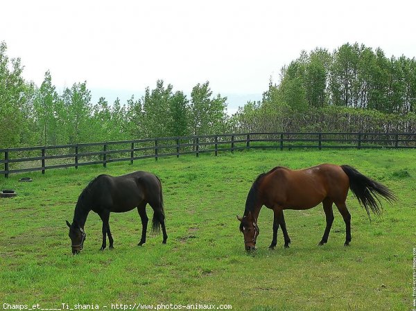 Photo de Races diffrentes