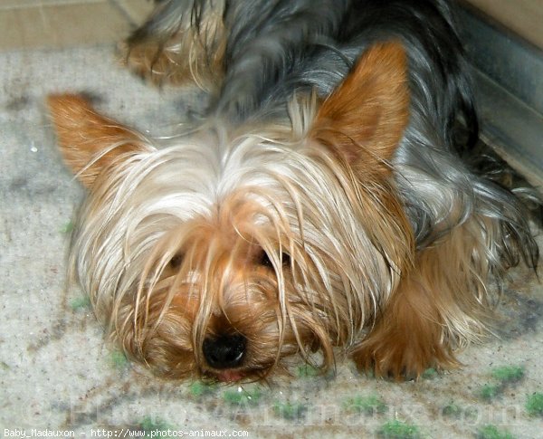 Photo de Yorkshire terrier