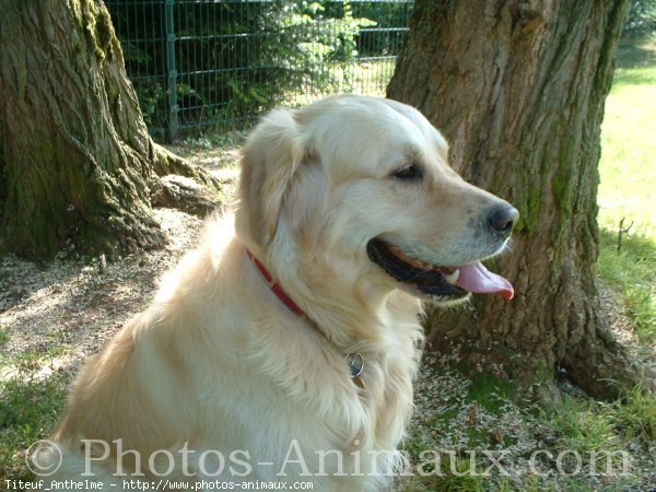 Photo de Golden retriever