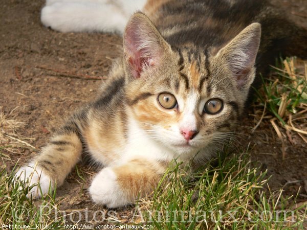 Photo de Chat domestique