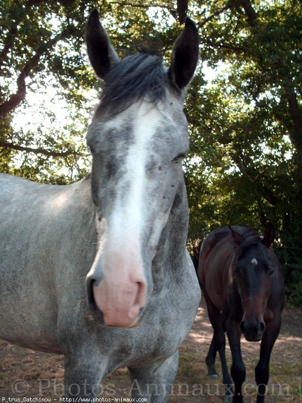 Photo de Selle franais