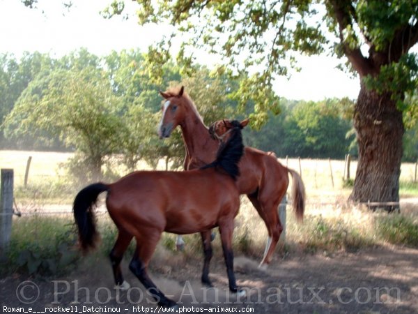 Photo de Races diffrentes