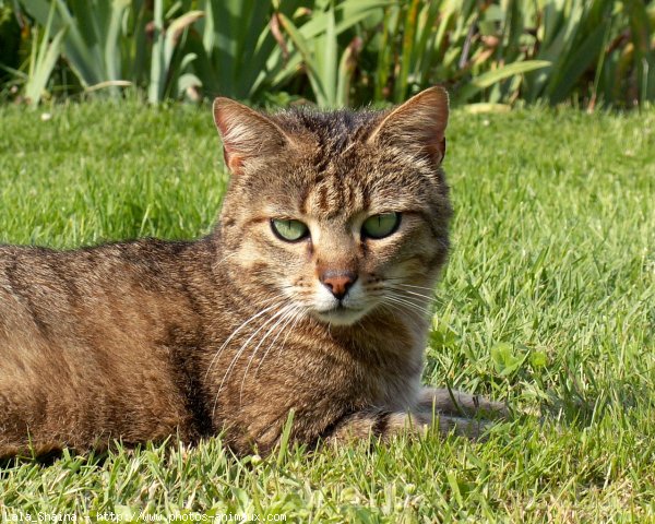 Photo de Chat domestique