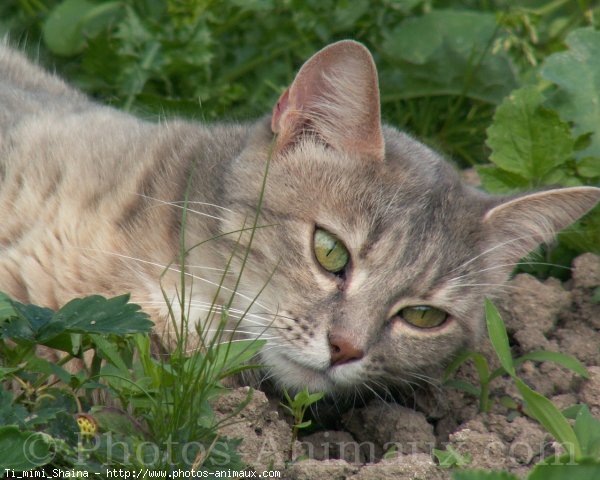 Photo de Chat domestique