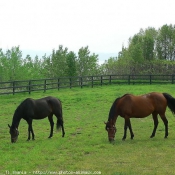 Photo de Races diffrentes