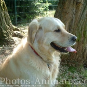 Photo de Golden retriever