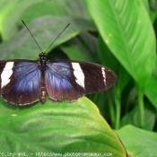 Photo de Papillon