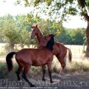 Photo de Races diffrentes