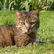 Photo de Chat domestique