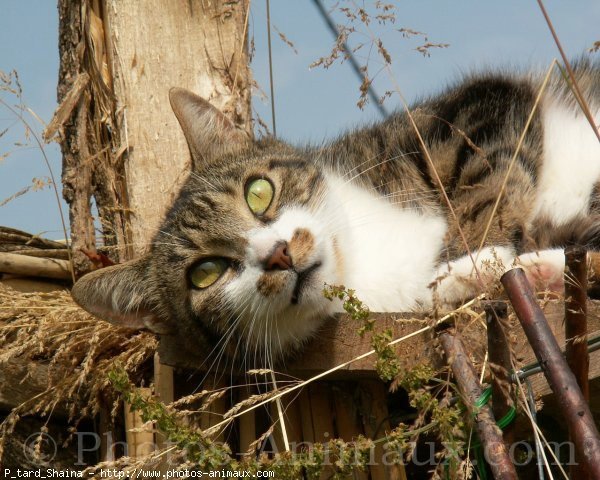 Photo de Chat domestique