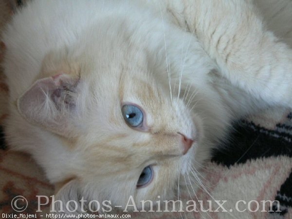 Photo de Ragdoll