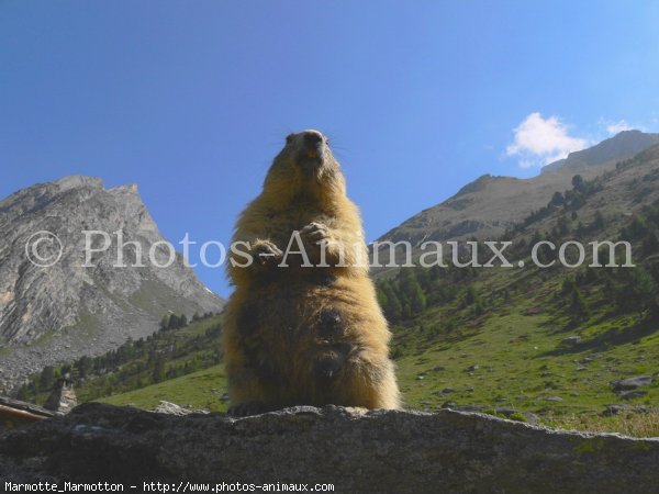 Photo de Marmotte