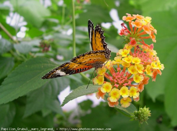 Photo de Papillon