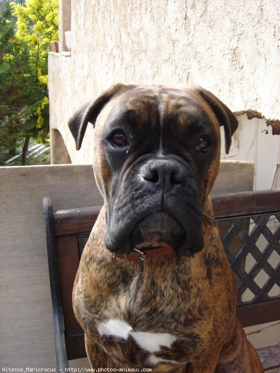 Photo de Boxer