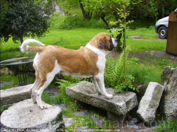 Photo de Saint-bernard poil long