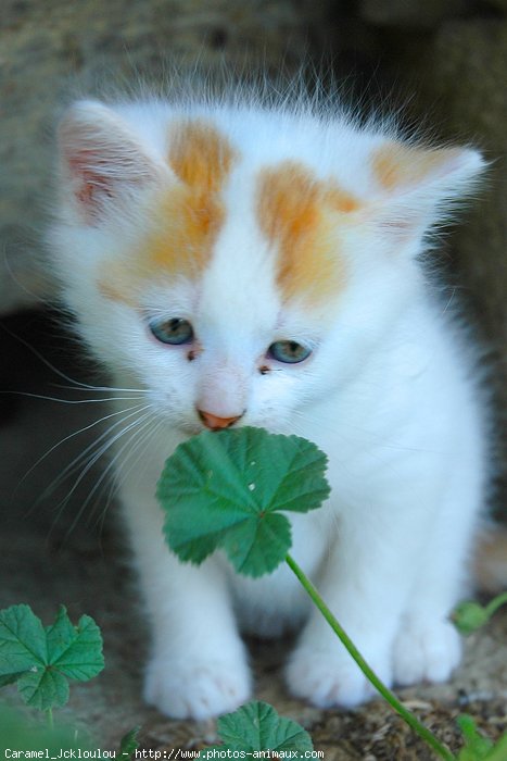 Photo de Chat domestique